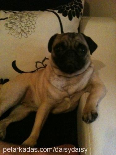 daisy Dişi Pug