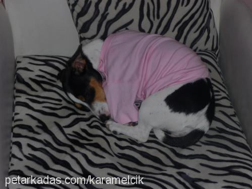 karamel Dişi Jack Russell Terrier