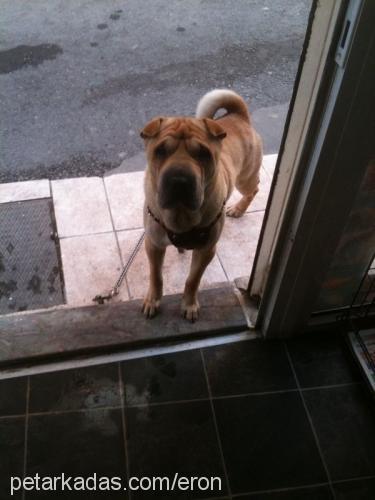 aron Erkek Çin Shar-Pei