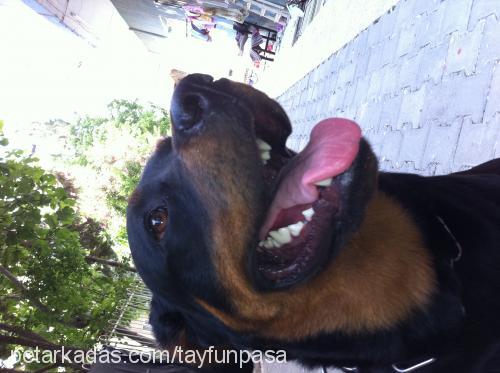 shila Dişi Rottweiler