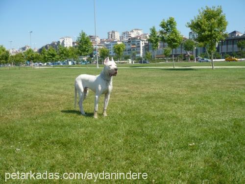 dogı Erkek Dogo Arjantin