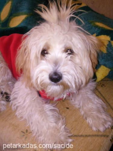 çilek Dişi West Highland White Terrier