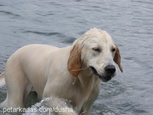 dusha Dişi Golden Retriever