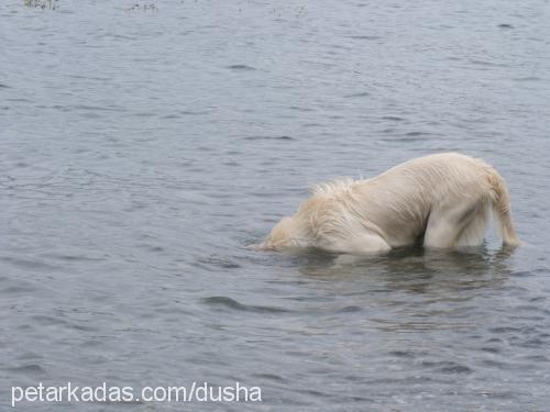 dusha Dişi Golden Retriever