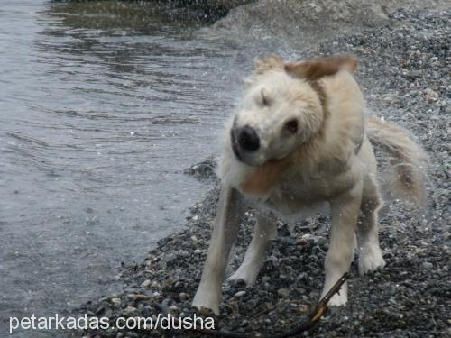 dusha Dişi Golden Retriever