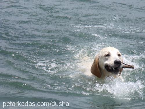 dusha Dişi Golden Retriever