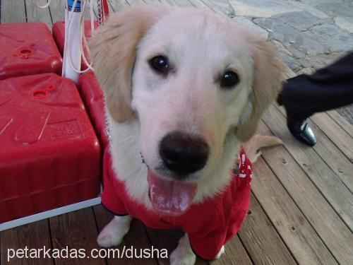 dusha Dişi Golden Retriever