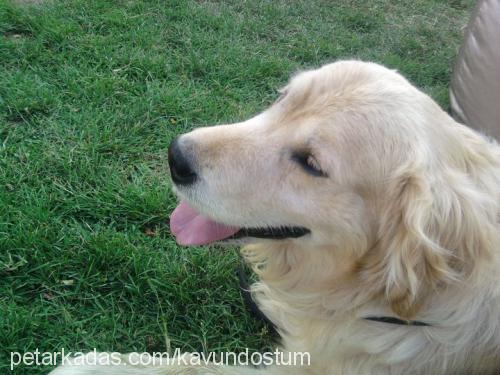 kavun Erkek Golden Retriever