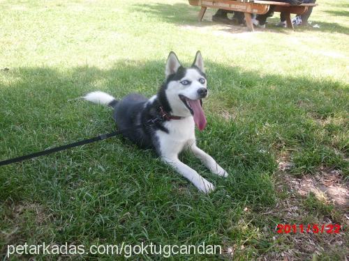 molly Dişi Sibirya Kurdu (Husky)