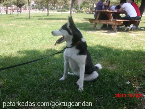 molly Dişi Sibirya Kurdu (Husky)