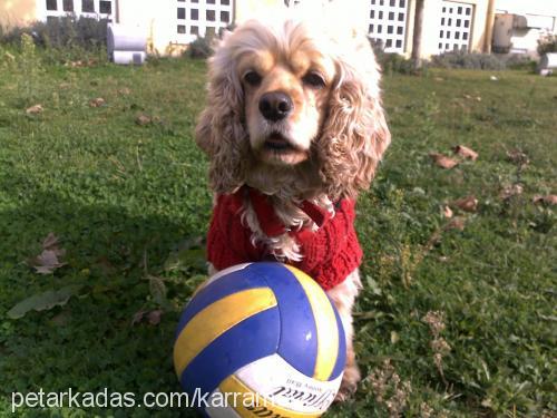 karamel Dişi Amerikan Cocker Spaniel