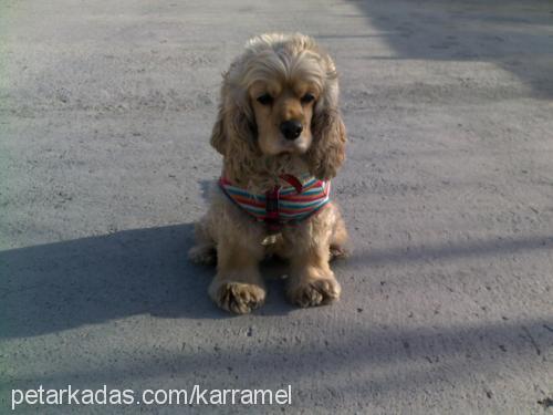 karamel Dişi Amerikan Cocker Spaniel