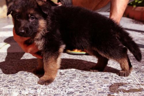 betty Dişi Alman Çoban Köpeği