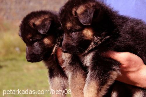 betty Dişi Alman Çoban Köpeği