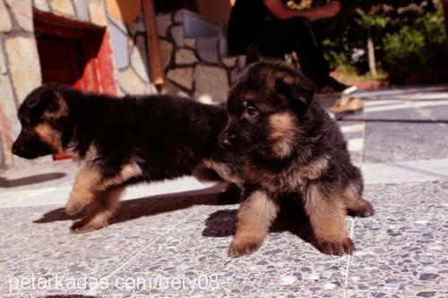 betty Dişi Alman Çoban Köpeği