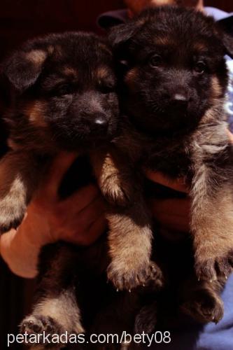 betty Dişi Alman Çoban Köpeği