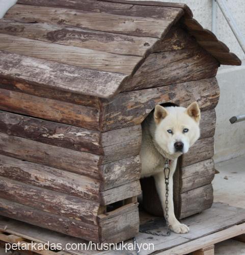 akita Erkek Akita İnu