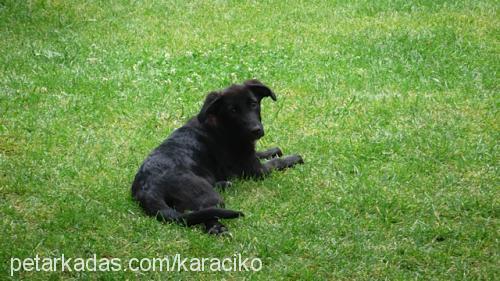 çiko Erkek Dachshund