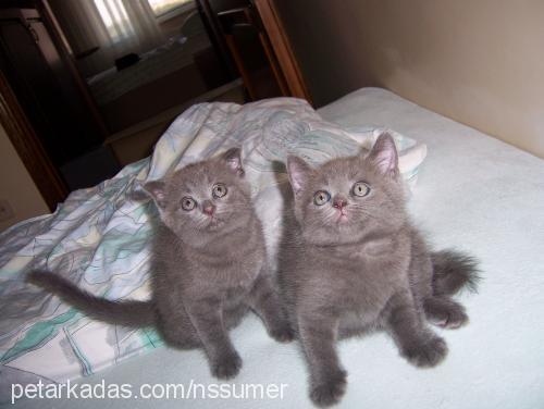 kimi Dişi British Shorthair