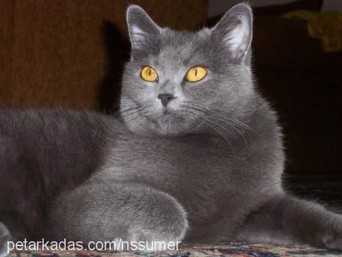 kimi Dişi British Shorthair