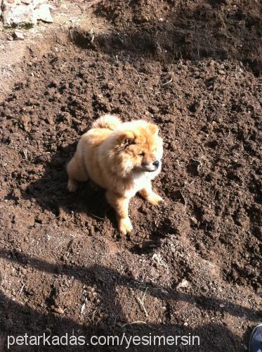 karamel Dişi Chow Chow