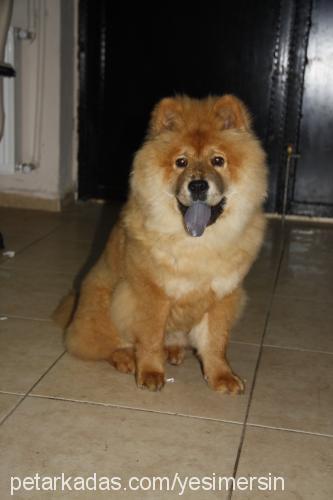 karamel Dişi Chow Chow