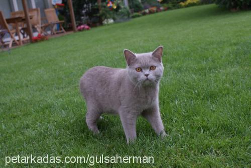 kocakafa Erkek British Shorthair