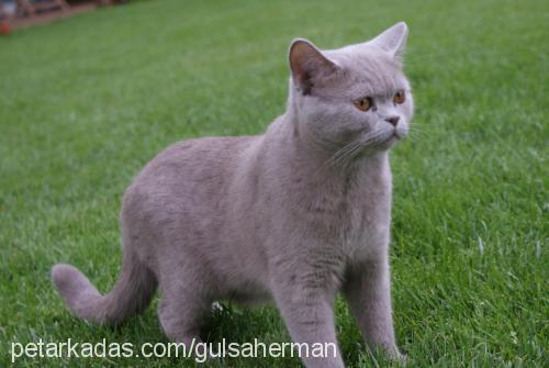 kocakafa Erkek British Shorthair