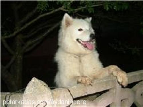 paşa Erkek Samoyed