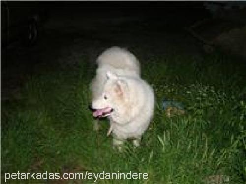 paşa Erkek Samoyed