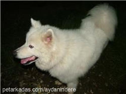 paşa Erkek Samoyed