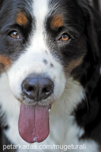 lila Dişi Bernese Dağ Köpeği