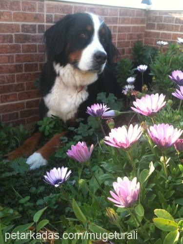 lila Dişi Bernese Dağ Köpeği