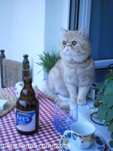 orpheus Erkek Exotic Shorthair