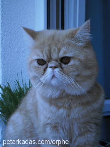 orpheus Erkek Exotic Shorthair