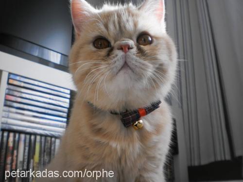 orpheus Erkek Exotic Shorthair