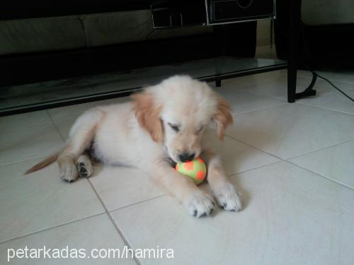 efe Erkek Golden Retriever