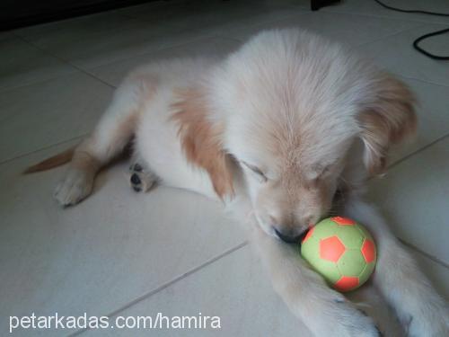 efe Erkek Golden Retriever