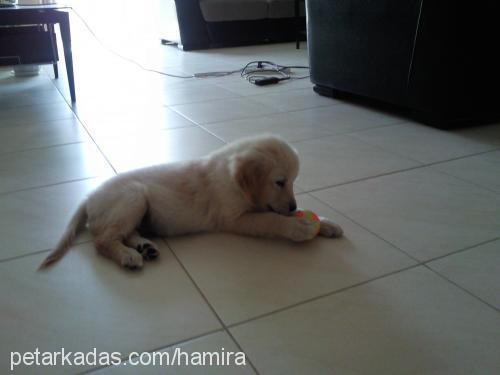 efe Erkek Golden Retriever