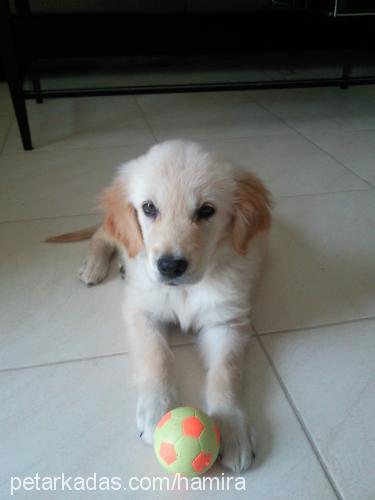 efe Erkek Golden Retriever