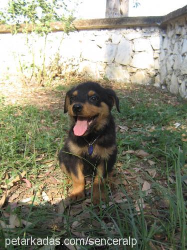 rocky Erkek Rottweiler