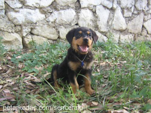 rocky Erkek Rottweiler