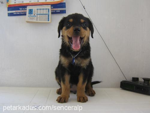 rocky Erkek Rottweiler