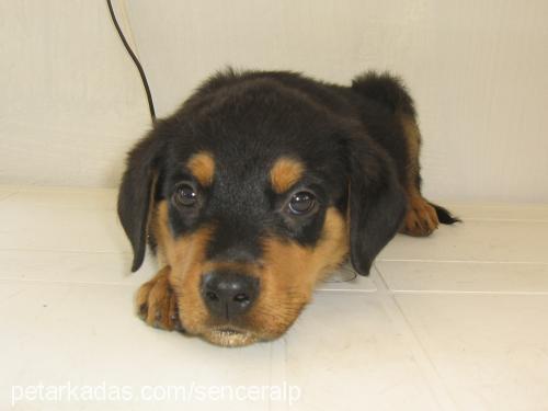 rocky Erkek Rottweiler