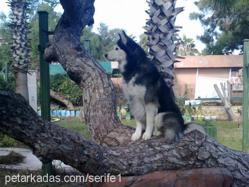 rex Erkek Alaskan Malamute