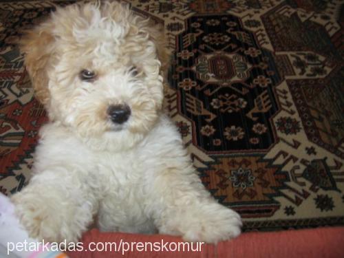 zilli Dişi West Highland White Terrier