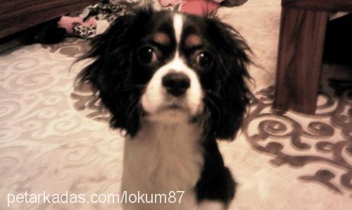 lokum Dişi King Charles Spaniel