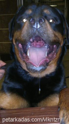 şimşek Erkek Rottweiler