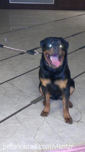 şimşek Erkek Rottweiler