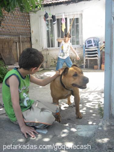 kyra Dişi Amerikan Pitbull Terrier